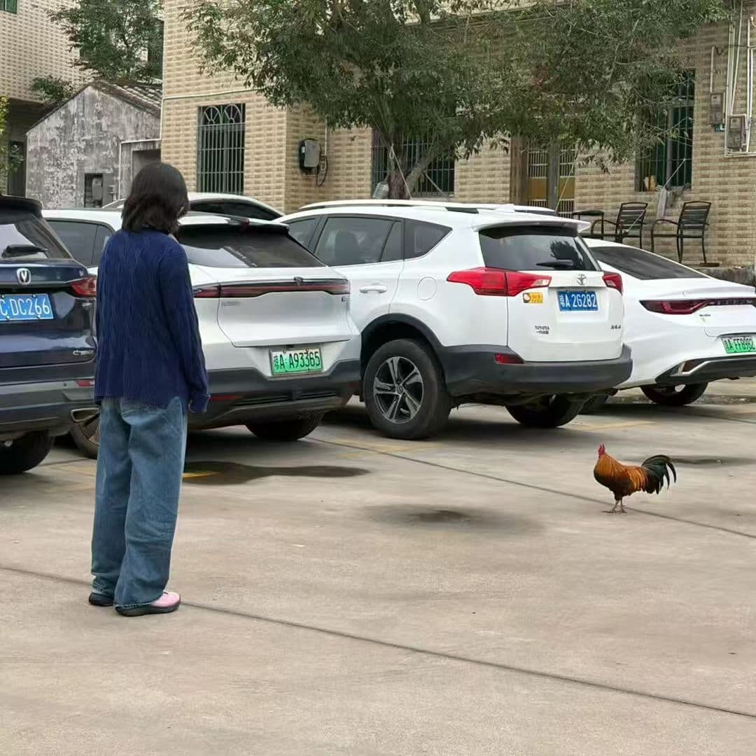 叶禹含在院落中看向一只公鸡